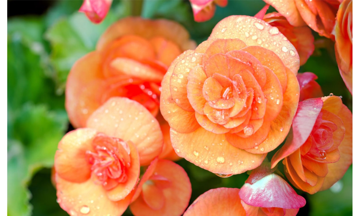 Begonia: la flor que le dará color a tus días