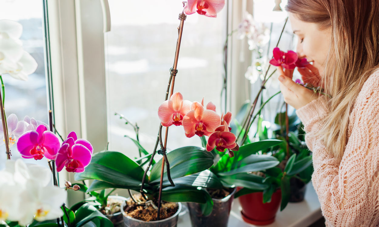 10 tipos de orquídeas y su origen
