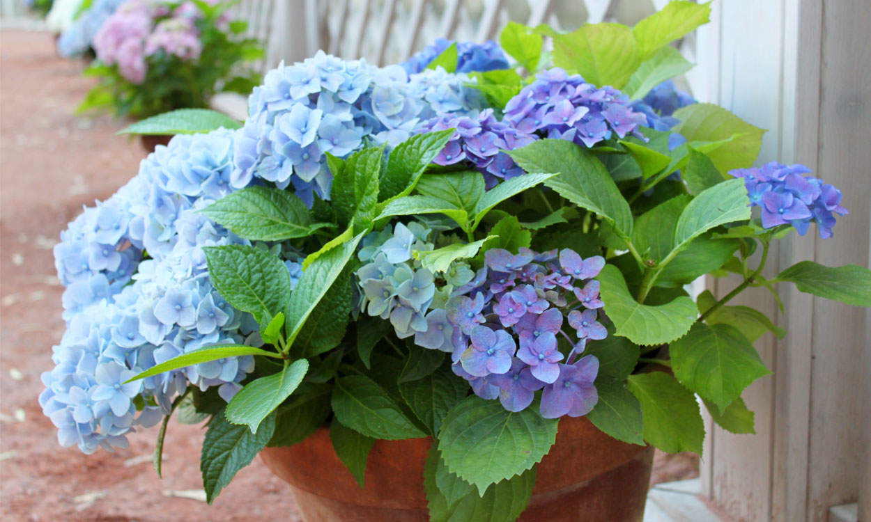 Aprende como plantar Hortensias azules en maceta