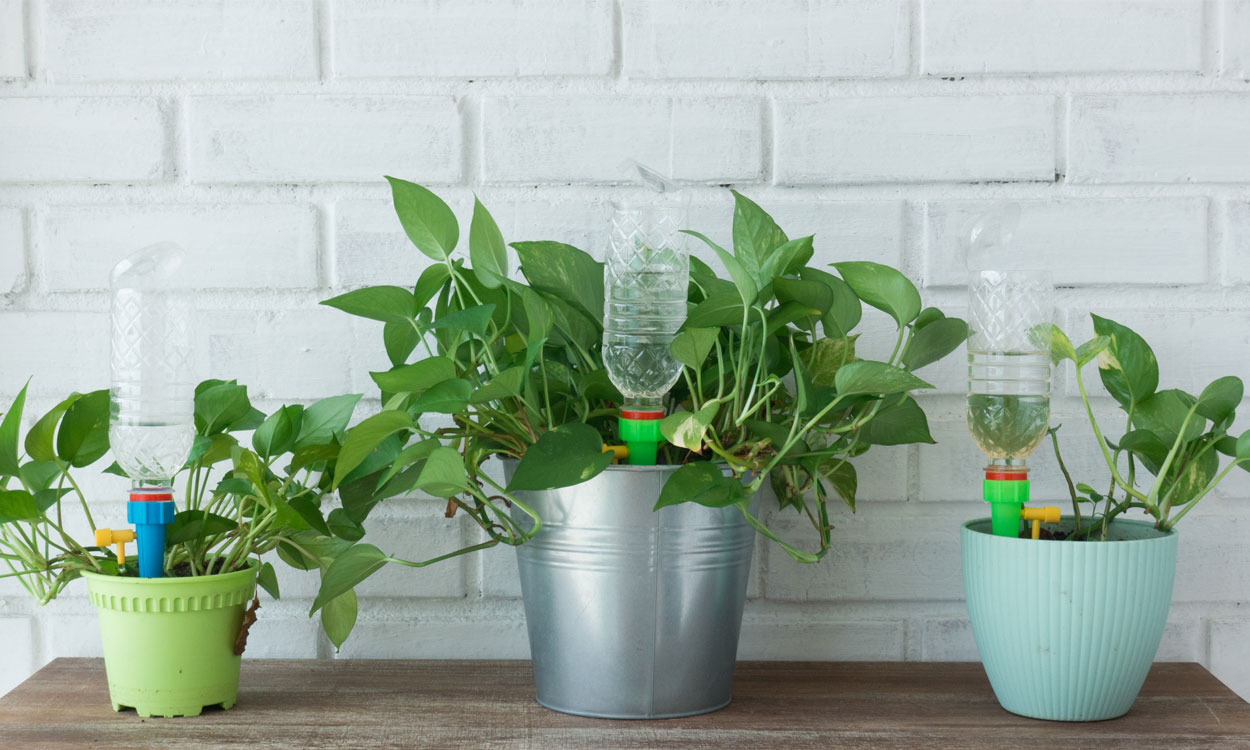 Bolas de hidrogel para las plantas: ¿funcionan para regarlas si no estás?