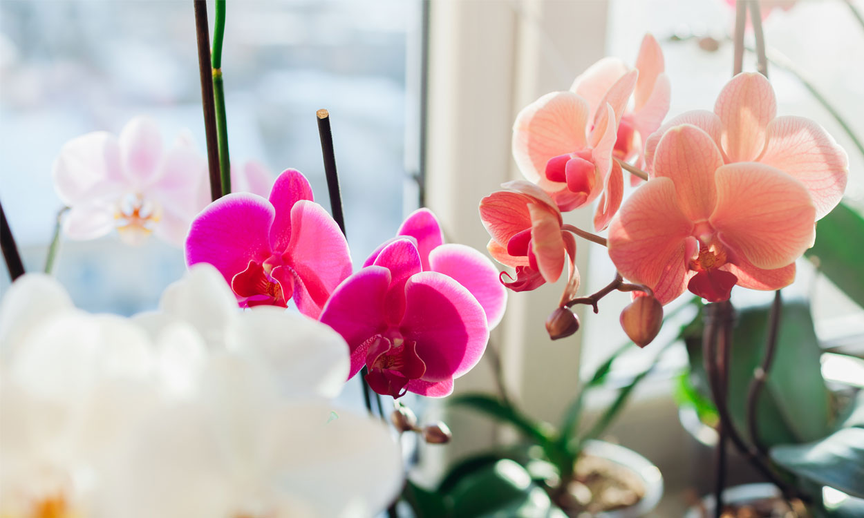 Cuales son las características de las orquídeas