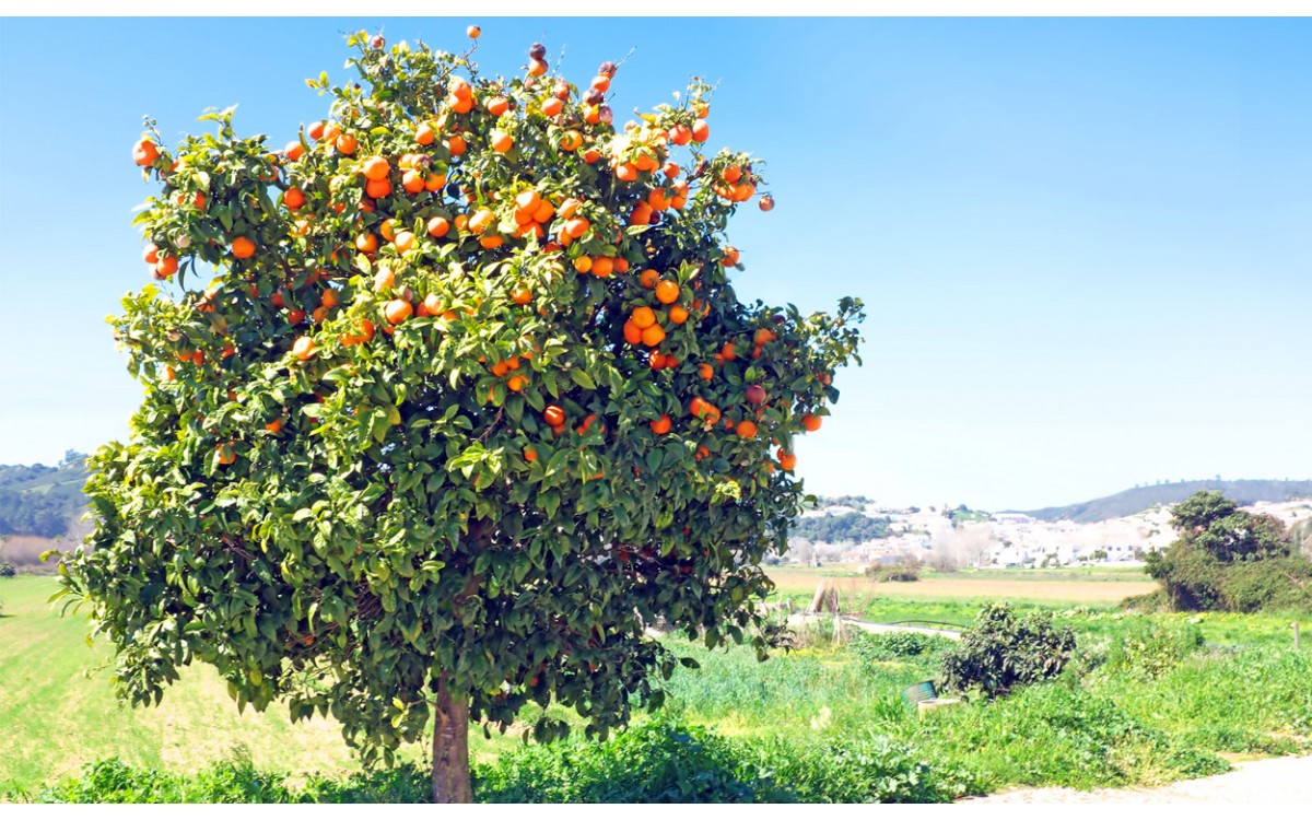 Las Plantas Ornamentales y sus efectos curativos en la vida de la especie  humana.