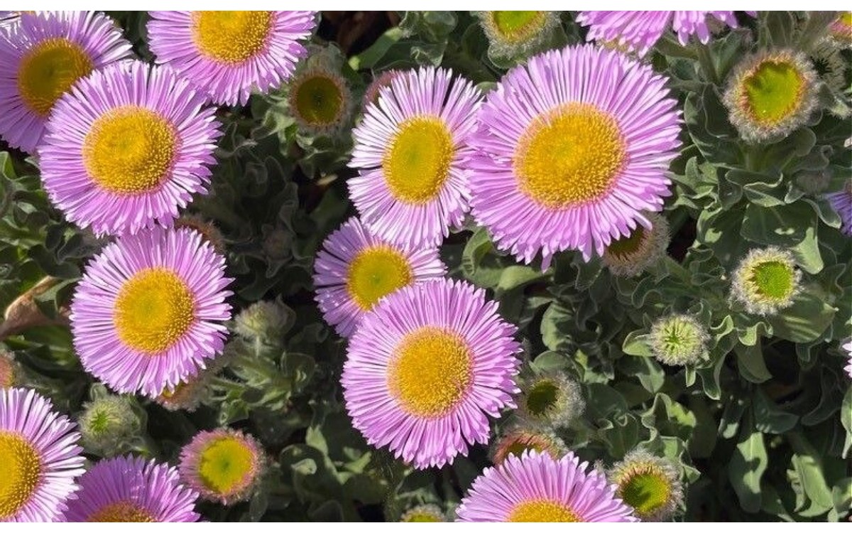 Erigeron glaucus conocida como margarita costera, margarita de playa o aster costero