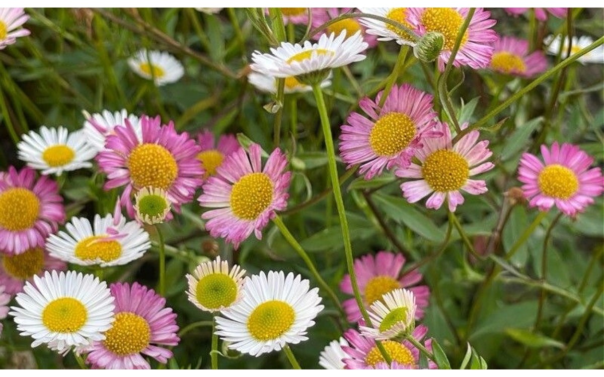 Erigeron karvinskianus, comúnmente conocida como Teresita