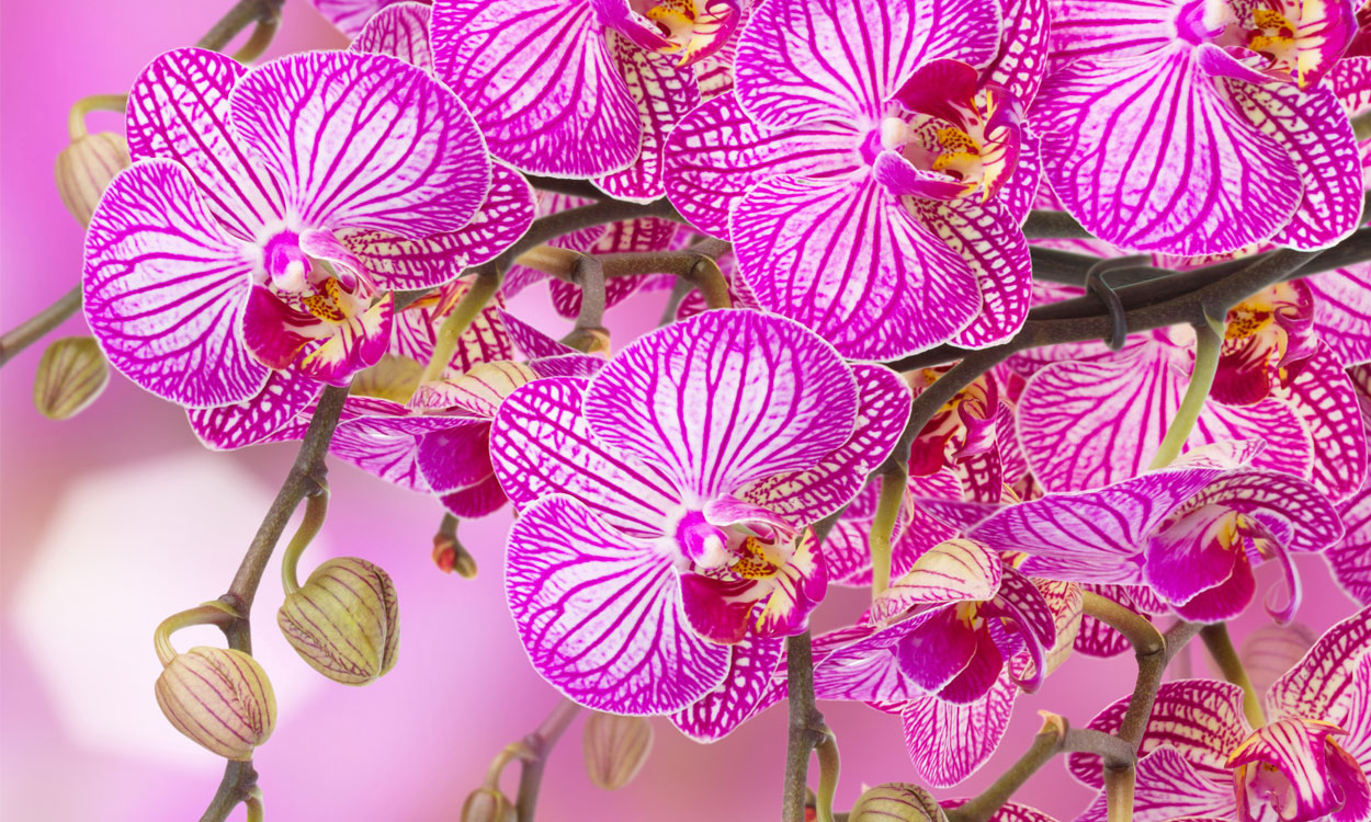 Top 48+ orquideas mas hermosas