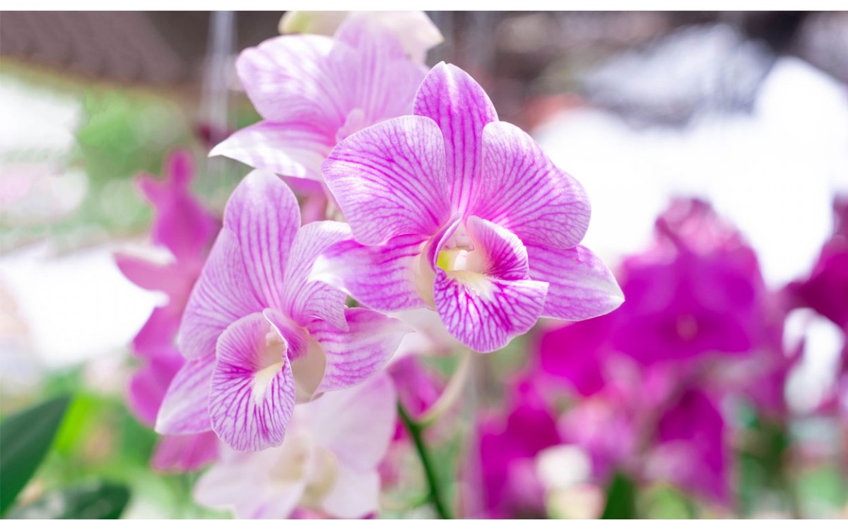 Las mini orquídeas: mientras más pequeñas, más bellas y aromáticas