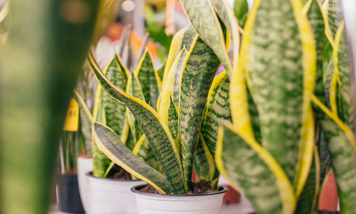 Por qué comprar una planta de Sansevieria?