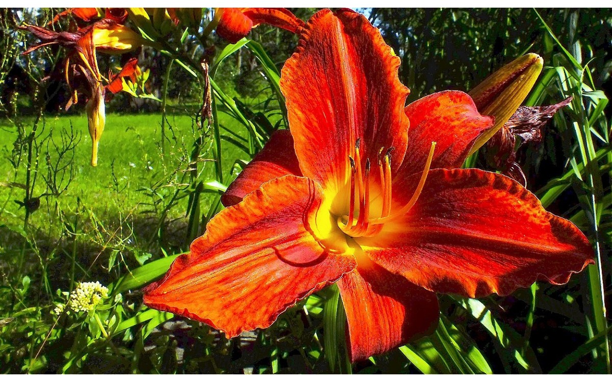 Hemerocallis fulva conocida como Azucena o Lirio de día