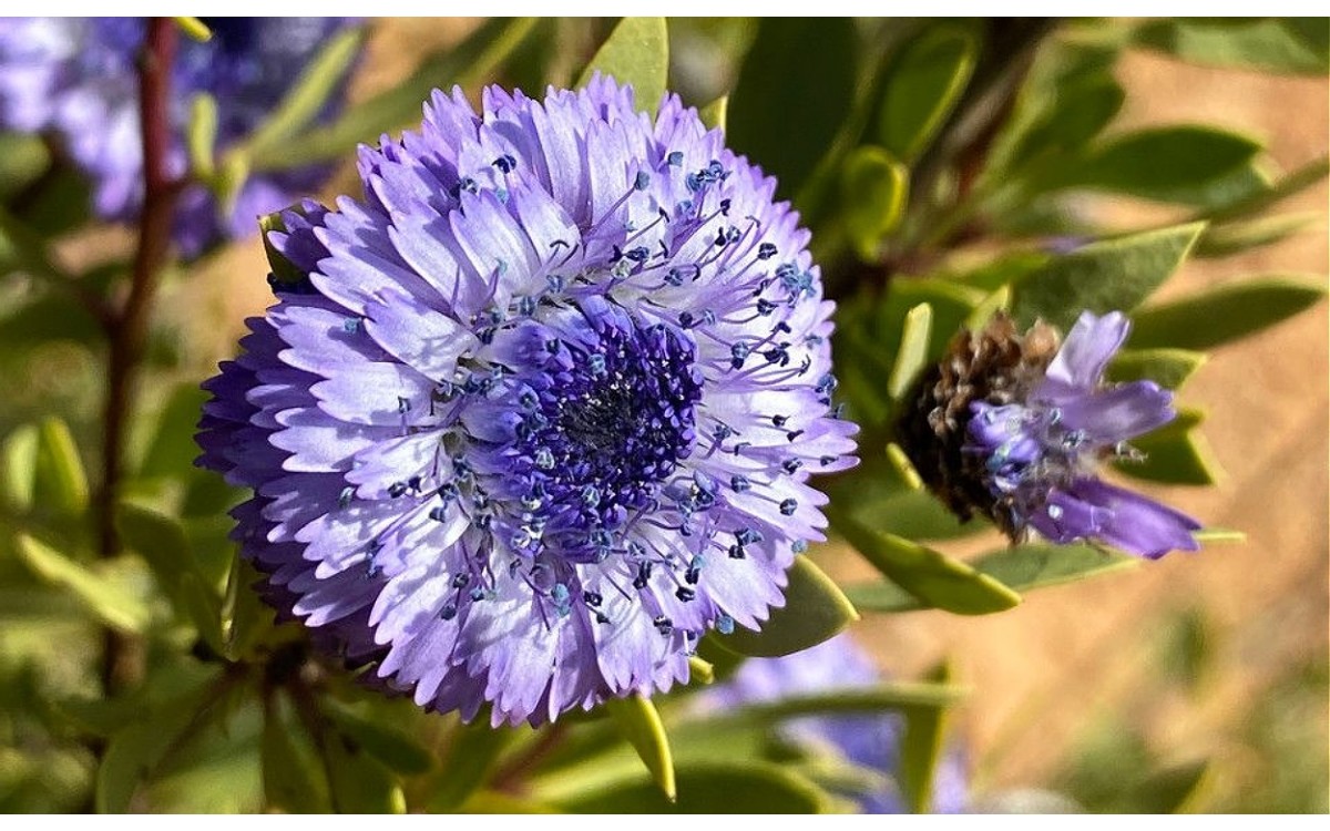 Globularia alypum L., conocida comúnmente como coronilla de fraile