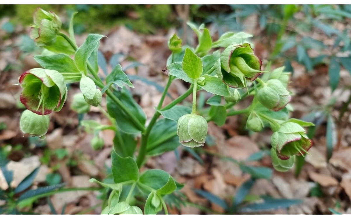 Helleborus foetidus L., conocido como eléboro fétido o hierba de los ballesteros