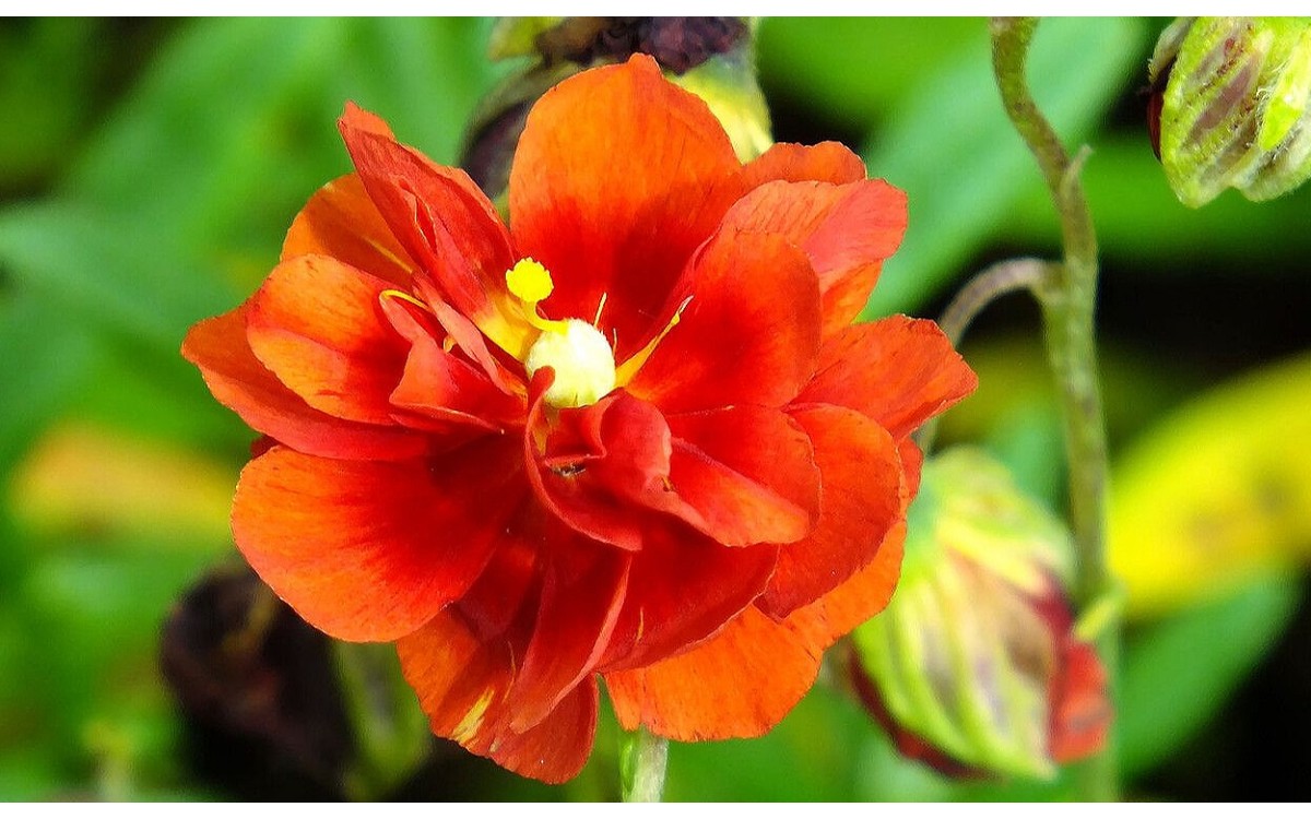 Helianthemum nummularium conocido como jarilla de hoja menuda o perpétua