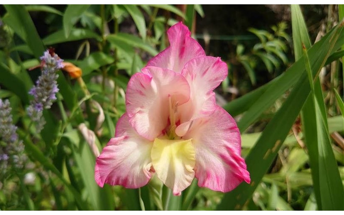 Gladiolus communis L., conocido como gladiolo común