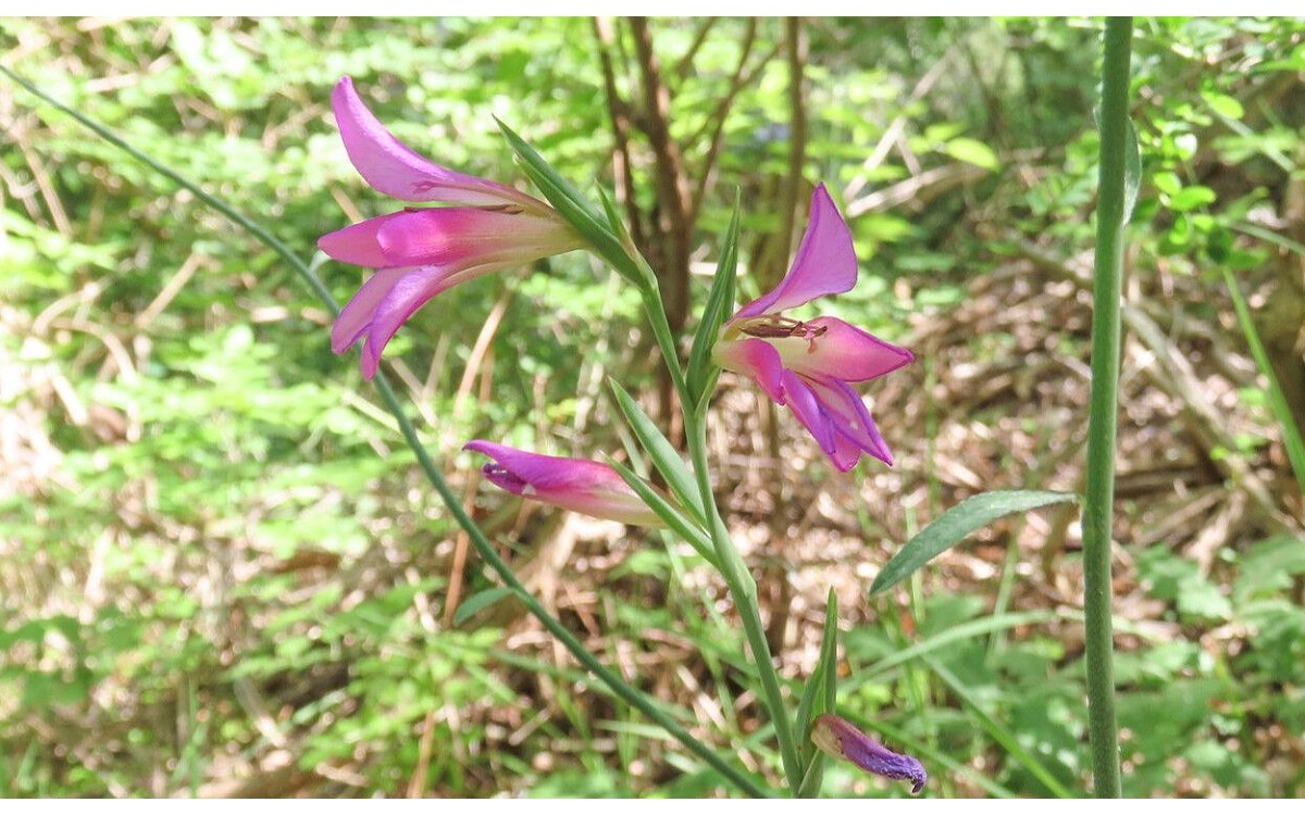 Gladiolus italicus Mill comúnmente conocido como el Gladiolo silvestre