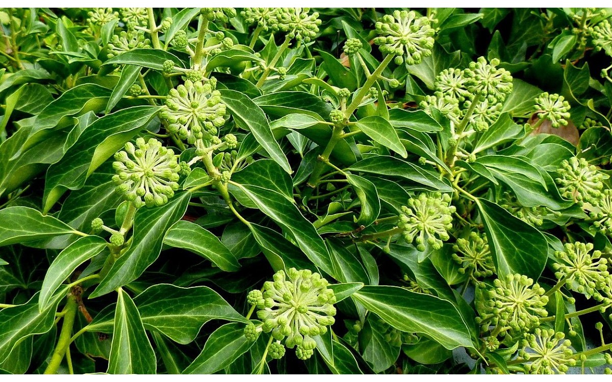 Hedera helix conocida como hiedra común