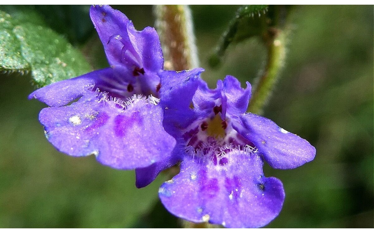 Glechoma hederacea L., conocida como hiedra terrestre