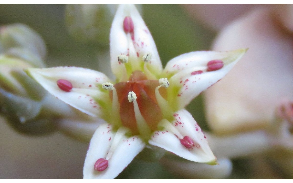 Graptopetalum paraguayense conocida como la planta fantasma o madreperla