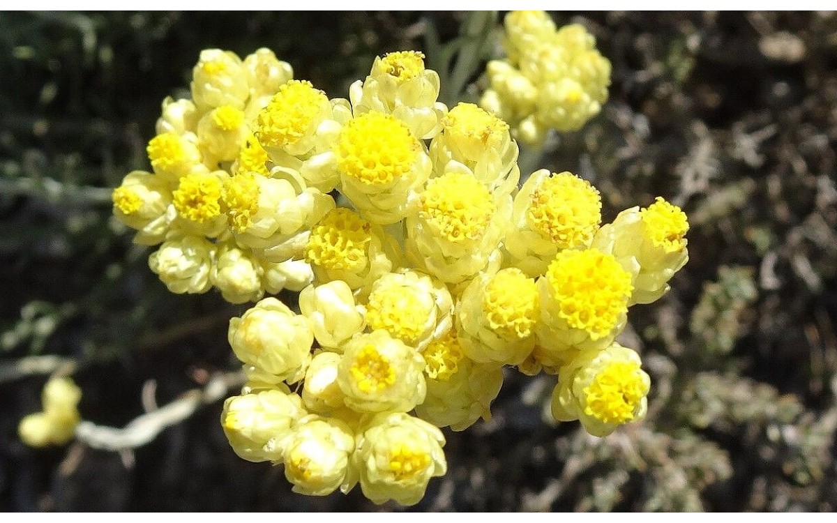 Helichrysum stoechas conocida como siempreviva, manzanilla bastarda o perpetua