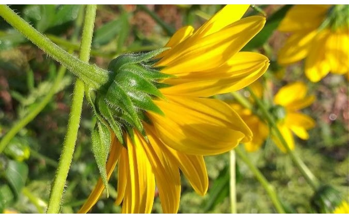 Helianthus tuberosus L., conocido como tupinambo o alcachofa de Jerusalén