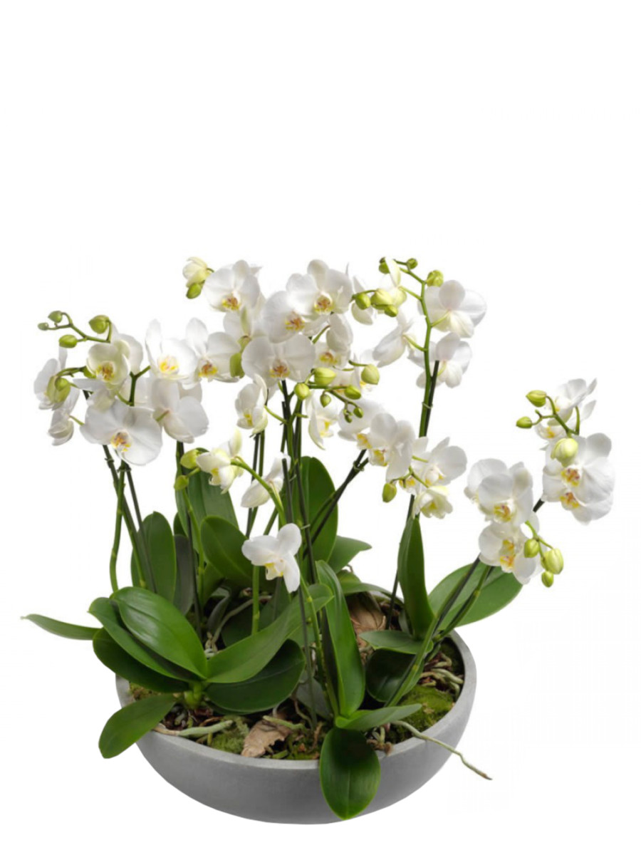 5 orquídeas rayadas de 2 varas en cristal